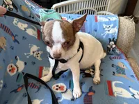 Spot 1, a female Chihuahua for sale in Mancelona, MI – Photo 2 of 5
