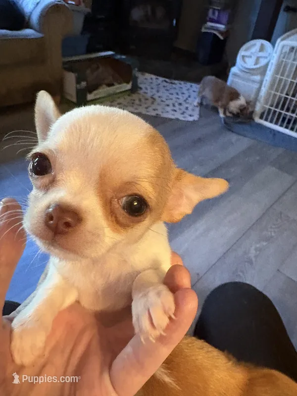 Male – Chihuahua puppy for sale in Mancelona, MI