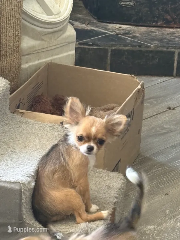 Puppy 2 – Chihuahua puppy for sale in Mancelona, MI