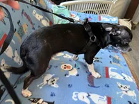 Spike, a male Chihuahua for sale in Mancelona, MI – Photo 5 of 5