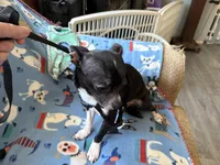 Spike, a male Chihuahua for sale in Mancelona, MI – Photo 3 of 5