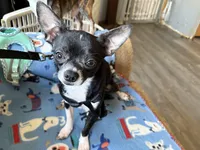 Spike, a male Chihuahua for sale in Mancelona, MI – Photo 2 of 5