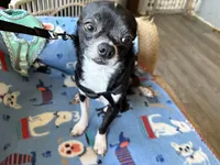 Spike, a male Chihuahua for sale in Mancelona, MI – Photo 1 of 5