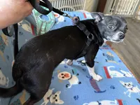 Spike, a male Chihuahua for sale in Mancelona, MI – Photo 4 of 5