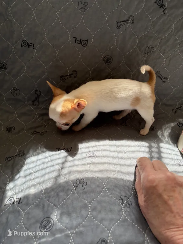 Male – Chihuahua puppy for sale in Mancelona, MI