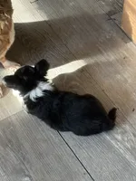 Puppy 2, a female Chihuahua for sale in Mancelona, MI – 5 of 6