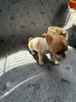 Female, a female Chihuahua for sale in Mancelona, MI – 5 of 5