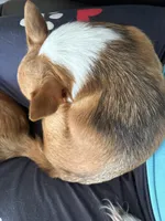 Male, a male Chihuahua for sale in Mancelona, MI – 4 of 4