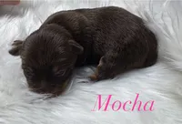 Mocha , a female Yorkshire Terrier for sale in Greenville, SC – 6 of 6