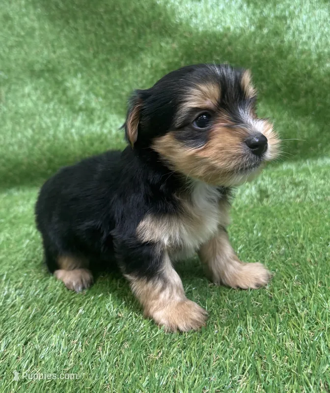 Rascal – Yorkshire Terrier puppy for sale in Greenville, SC