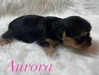 Aurora , a female Yorkshire Terrier for sale in Greenville, SC – 5 of 8