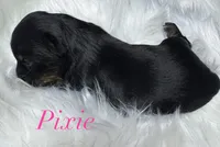 Pixie, a female Yorkshire Terrier for sale in Greenville, SC – 6 of 6