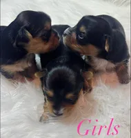  Star, a female Yorkshire Terrier for sale in Greenville, SC – 5 of 7