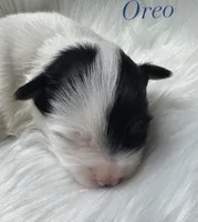 Oreo, a male Yorkshire Terrier for sale in Greenville, SC – 8 of 10