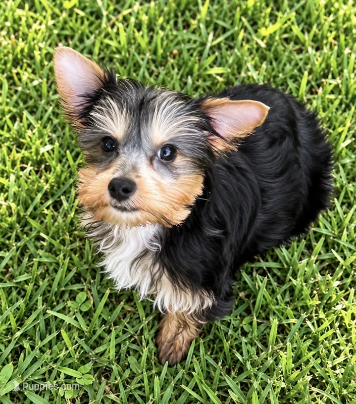 Ace – Yorkshire Terrier puppy for sale in Greenville, SC