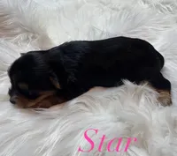  Star, a female Yorkshire Terrier for sale in Greenville, SC – 2 of 7