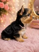 Aurora , a female Yorkshire Terrier for sale in Greenville, SC – 3 of 7