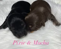 Mocha , a female Yorkshire Terrier for sale in Greenville, SC – 2 of 6