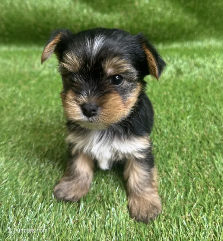Ace – Yorkshire Terrier puppy for sale in Greenville, SC