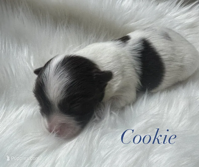 Cookie – Yorkshire Terrier puppy for sale in Greenville, SC