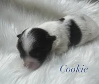 Cookie, a male Yorkshire Terrier for sale in Greenville, SC – 1 of 8