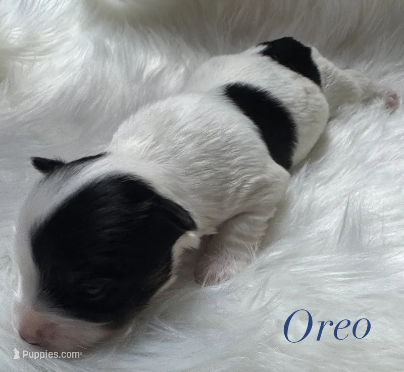 Oreo – Yorkshire Terrier puppy for sale in Greenville, SC