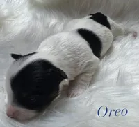 Oreo, a male Yorkshire Terrier for sale in Greenville, SC – 1 of 10