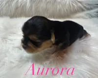 Aurora , a female Yorkshire Terrier for sale in Greenville, SC – 2 of 8