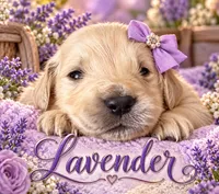 Lavender, a female Golden Retriever for sale in Greenville, SC – 1 of 4