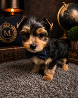 Rascal, a male Yorkshire Terrier for sale in Greenville, SC – 3 of 7