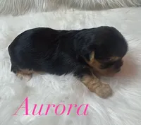 Aurora , a female Yorkshire Terrier for sale in Greenville, SC – 6 of 8