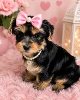 Angel, a male Yorkshire Terrier for sale in Greenville, SC – 2 of 6