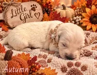 Autumn, a female Golden Retriever for sale in Greenville, SC – 3 of 4