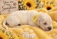 Poppy, a male Golden Retriever for sale in Greenville, SC – 4 of 4