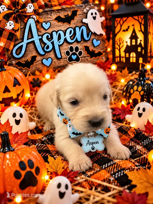Aspen – Golden Retriever puppy for sale in Greenville, SC