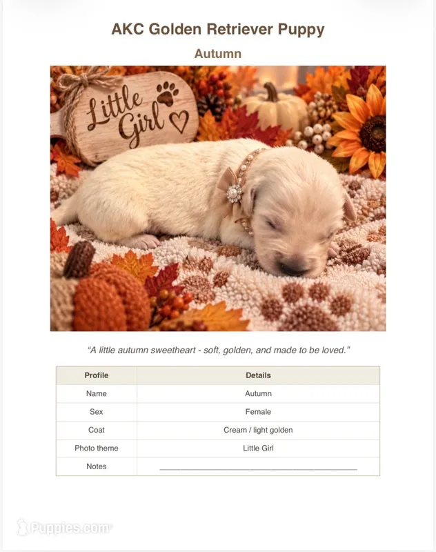 Golden #1 – Golden Retriever puppy for sale in Greenville, SC