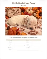Autumn, a female Golden Retriever for sale in Greenville, SC – 1 of 2