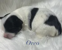 Oreo, a male Yorkshire Terrier for sale in Greenville, SC – 7 of 10