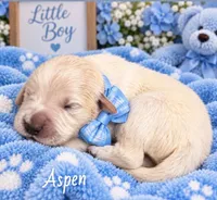 Aspen, a male Golden Retriever for sale in Greenville, SC – 3 of 4