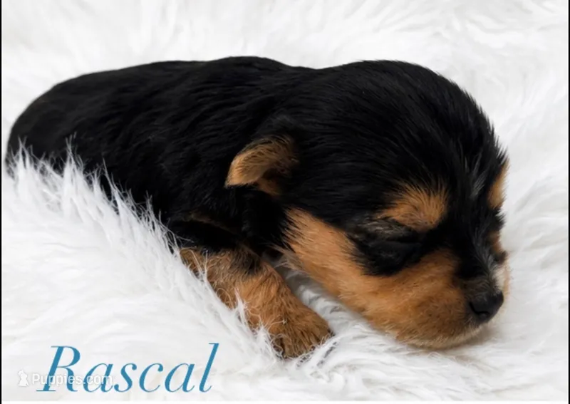 Rascal – Yorkshire Terrier puppy for sale in Greenville, SC
