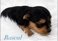 Rascal, a male Yorkshire Terrier for sale in Greenville, SC – 1 of 5