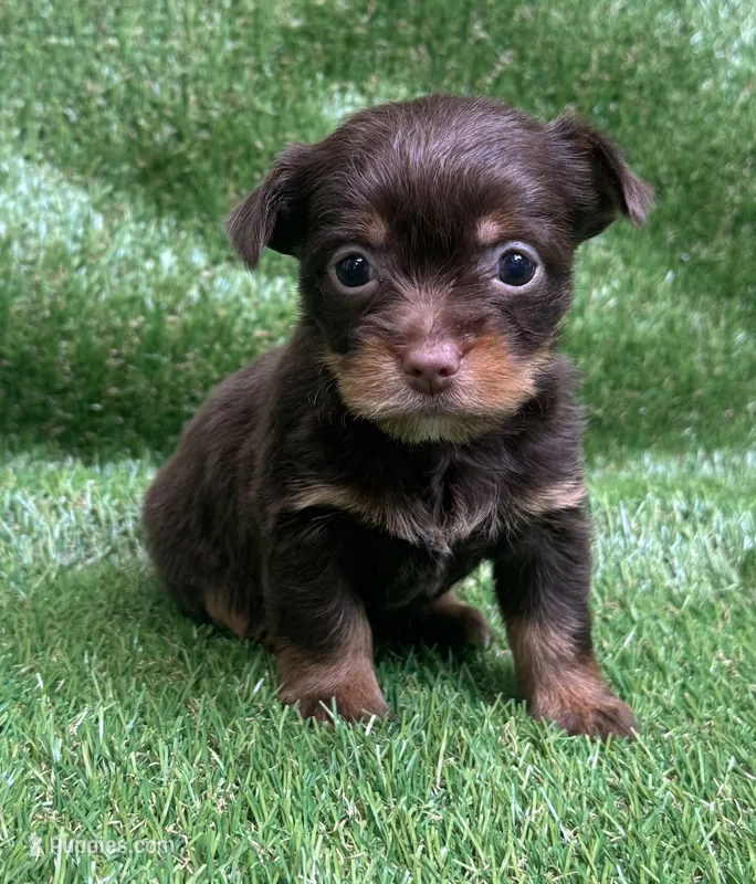 Mocha  – Yorkshire Terrier puppy for sale in Greenville, SC