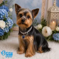  Pending Star, a female Yorkshire Terrier for sale in Greenville, SC – 6 of 6