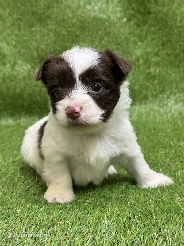 Cookie – Yorkshire Terrier puppy for sale in Greenville, SC