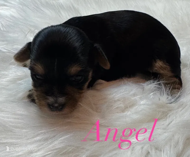 Angel – Yorkshire Terrier puppy for sale in Greenville, SC