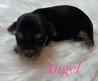 Angel, a male Yorkshire Terrier for sale in Greenville, SC – 1 of 9