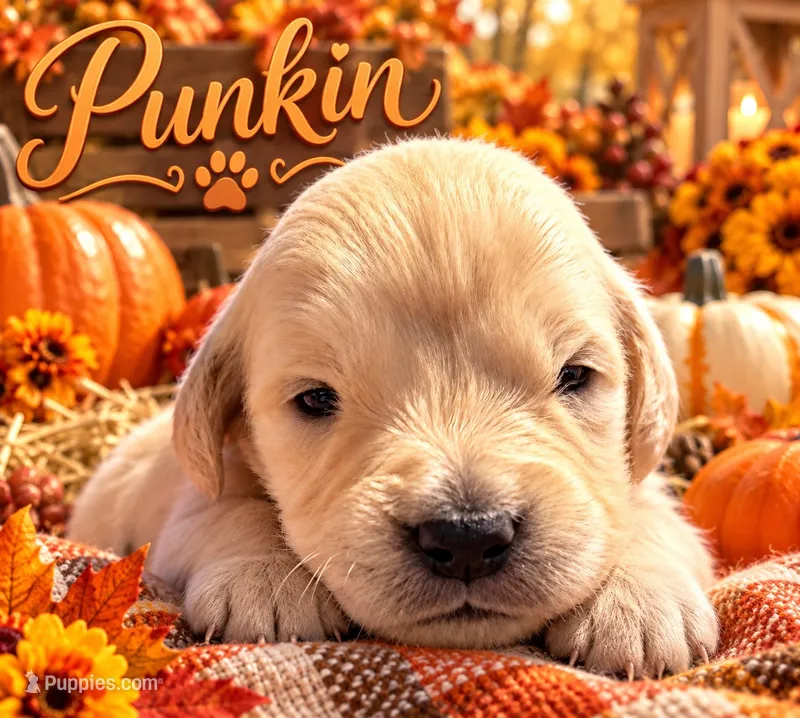 Punkin – Golden Retriever puppy for sale in Greenville, SC