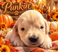 Punkin, a female Golden Retriever for sale in Greenville, SC – 1 of 4