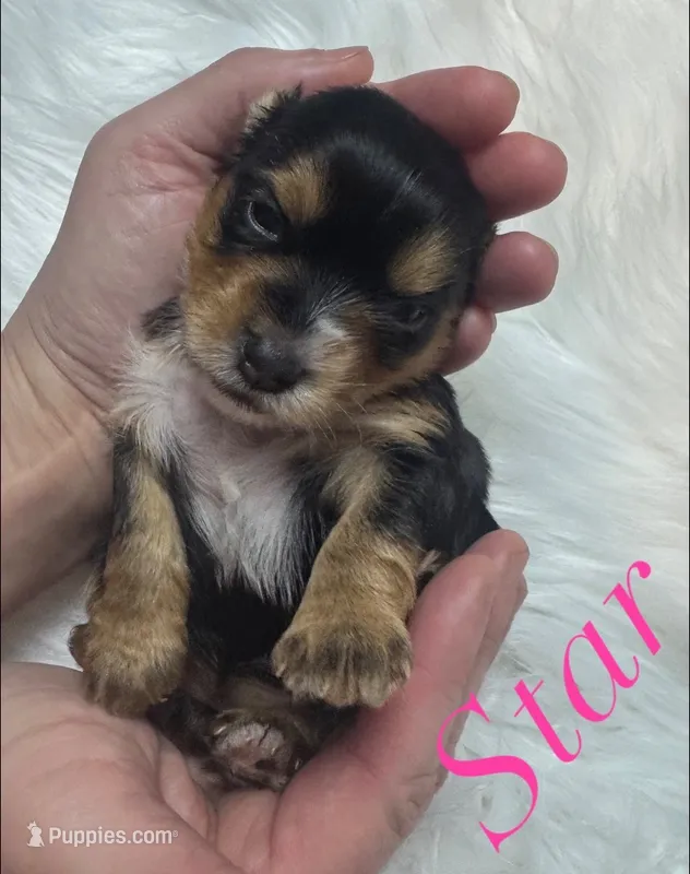  Star – Yorkshire Terrier puppy for sale in Greenville, SC