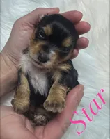  Star, a female Yorkshire Terrier for sale in Greenville, SC – 7 of 7